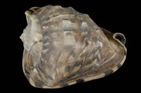 藏品(大瘤唐冠螺)的圖片